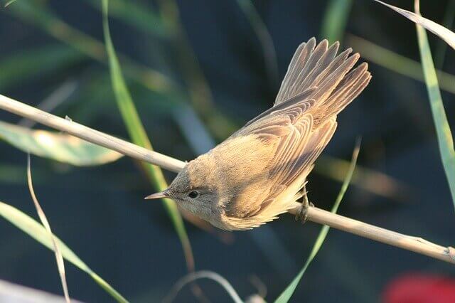 A Eurasian Reed Warbler perched on a branch.