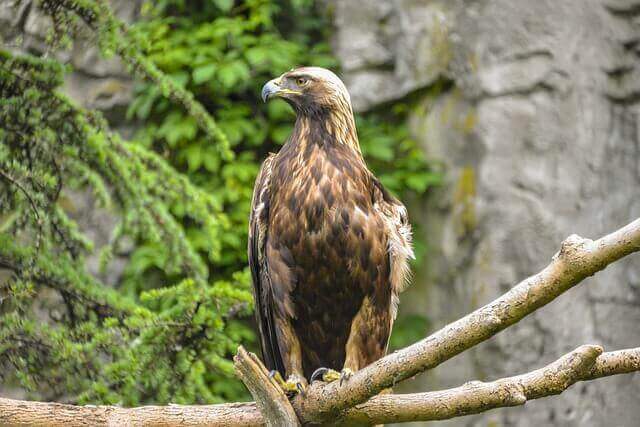 A Golden Eagle perched on a tree branch.