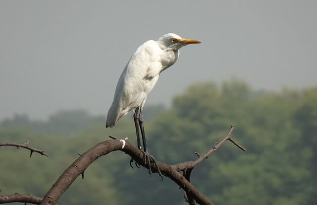 A great egret perched on a tree.