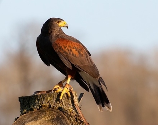 A harris's hawk perched on a wooden stump.