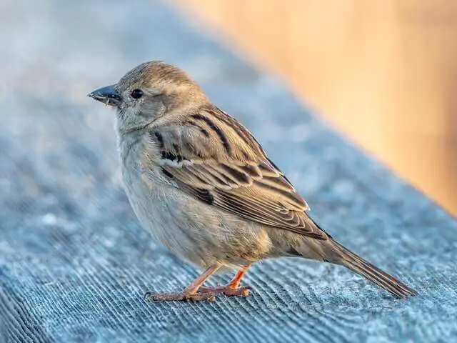 A House Sparrow perched on a wood deck railing