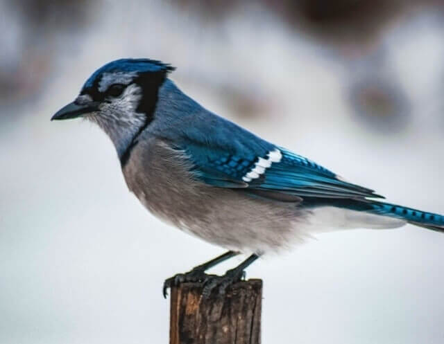 A Blue Jay perched on a wooden post.