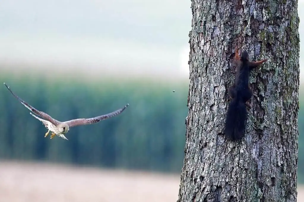 An American Kestrel spots a squirrel running up a tree.