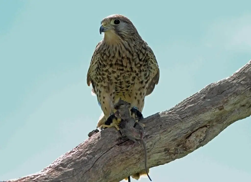 A kestrel with a mouse in its talons.