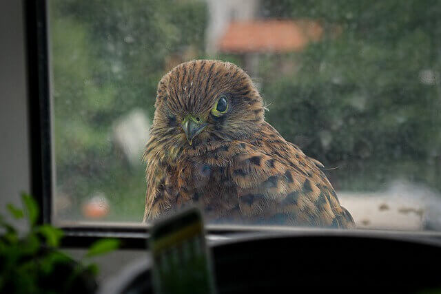 An American Kestrel looking at its reflection in a window.