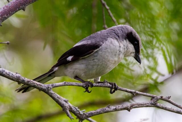 A Loggerhead Shrike perched on a tree branch.