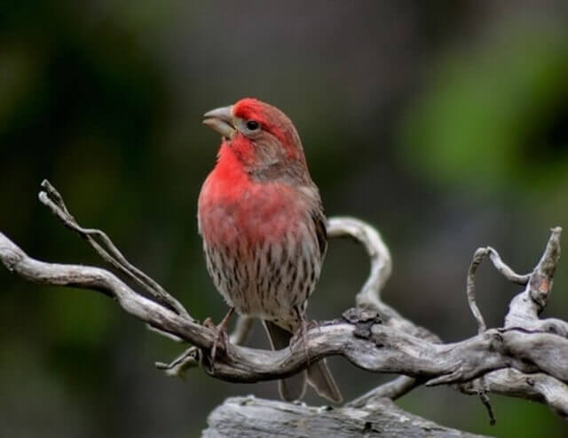 A male house finch perched in a tree.