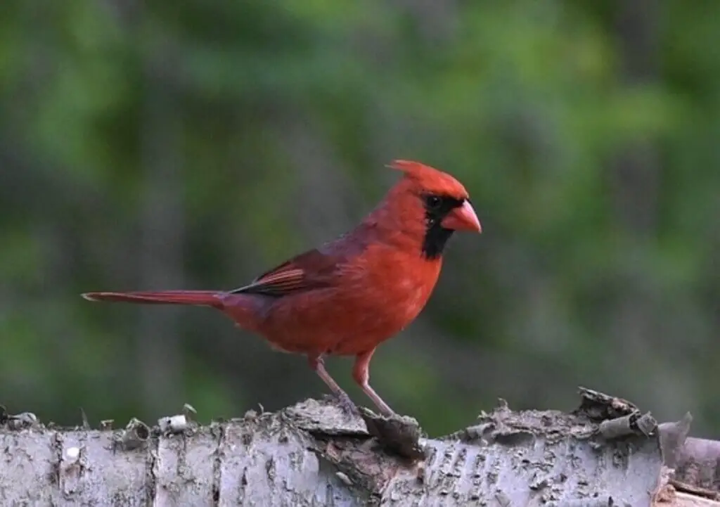A male northern cardinal perched on a tree near its nest.