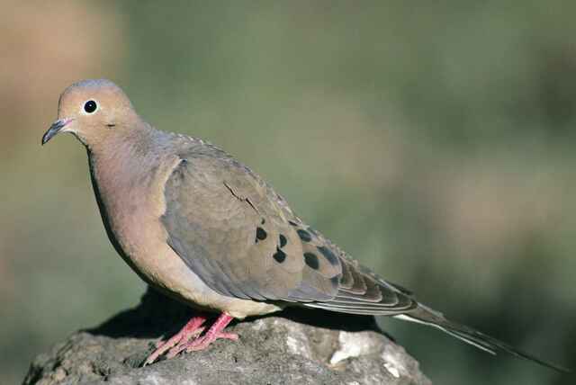 A mourning dove perched on a rock.