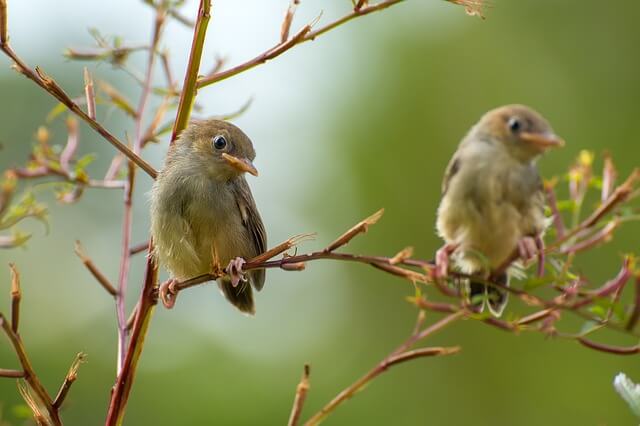 Two common nightingales singing while perched on a tree.