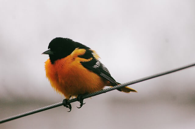 A Baltimore Oriole perched on a power line.