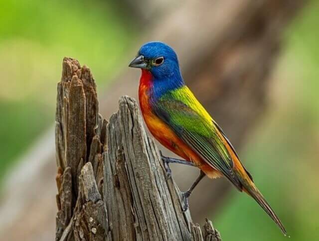 A painted bunting perched on an old tree stump.