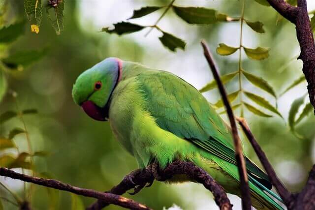 A wild parakeet perched in a tree.