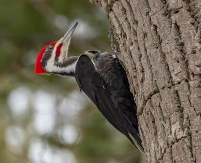 A pileated woodpecker perched on a tree probing for insects.