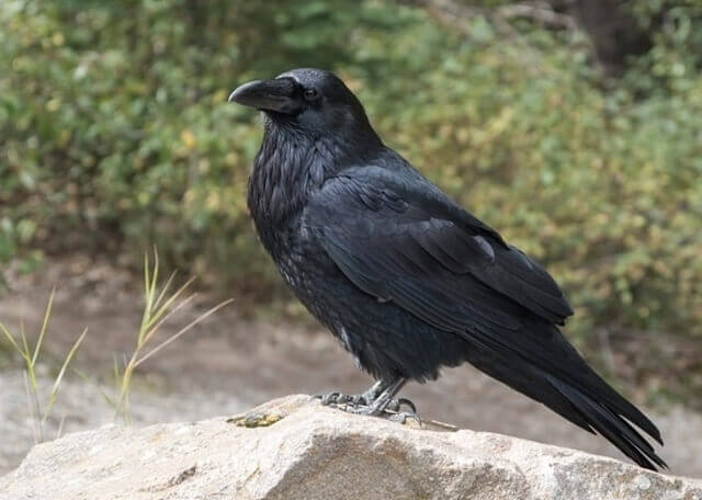 A Raven perched on a big rock.