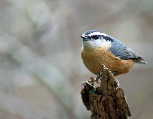 A Red-Breasted Nuthatch perched on a old tree.