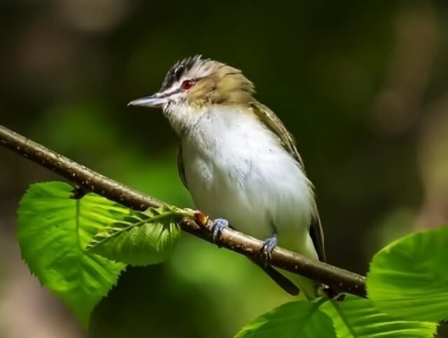 A Red-eyed Vireo perched on a tree branch.