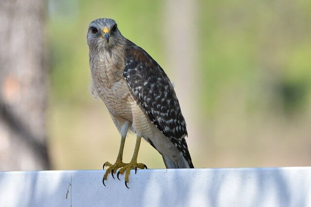 A Red-shouldered hawk perched on a ledge.
