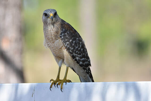 A Red-shouldered Hawk perched on a wall.