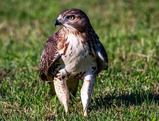 A Red-tailed Hawk foraging on the ground.