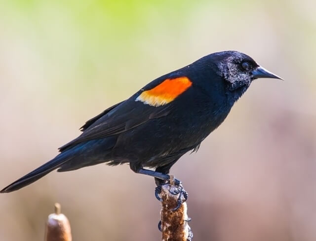 A red-winged blackbird perched on a tree branch.