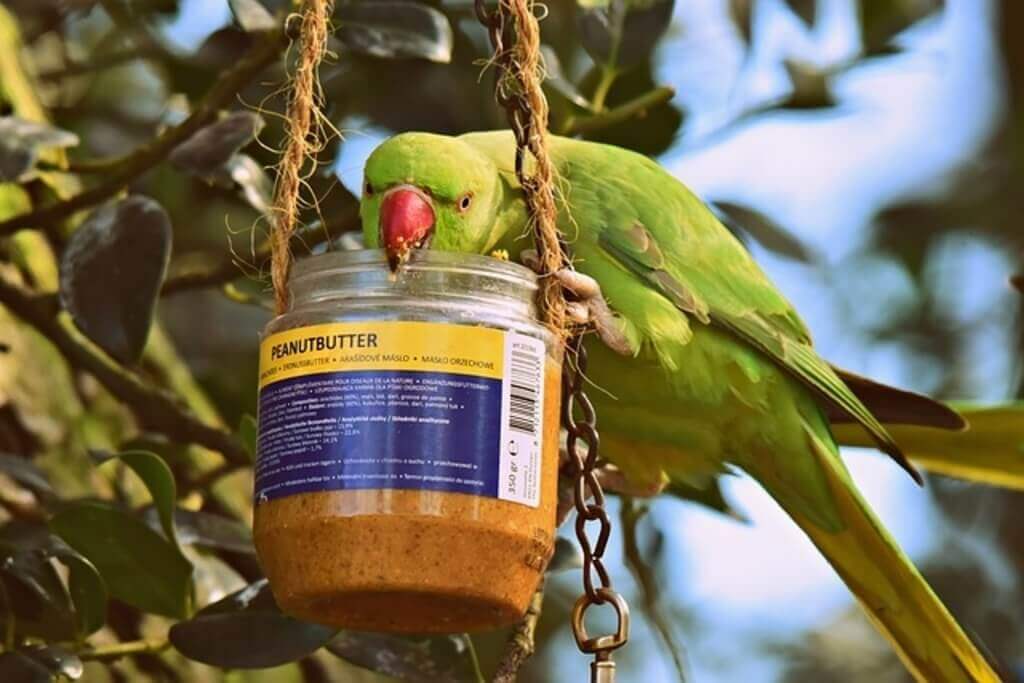 A Rose-ringed-parakeet eating peanut butter.
