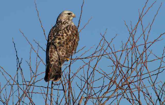 A Rough-legged Hawk perched in a tree.