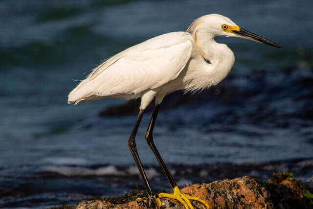 A snowy egret perched on a rock on the shoreline.