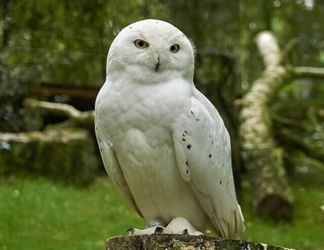 A Snowy Owl perched on a tree stump.