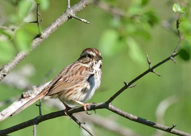 A song sparrow perched in a tree.