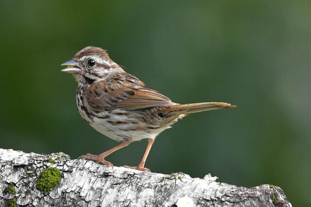 A song sparrow walking on a tree.