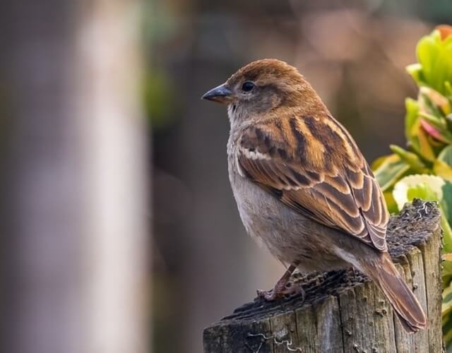 A sparrow perched on wood post.  