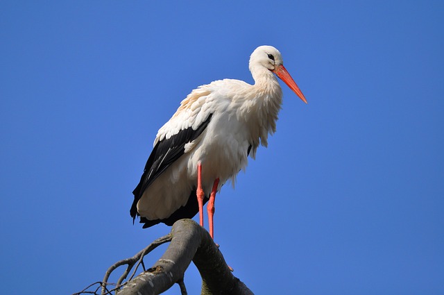 A Stork perched on top of a tree.
