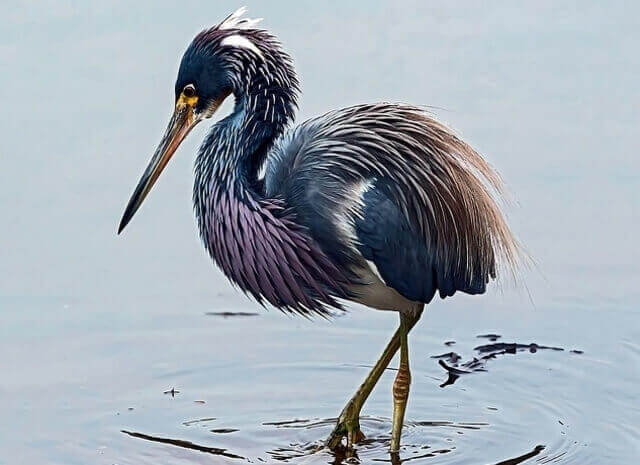 A tricolored heron wading through the water.