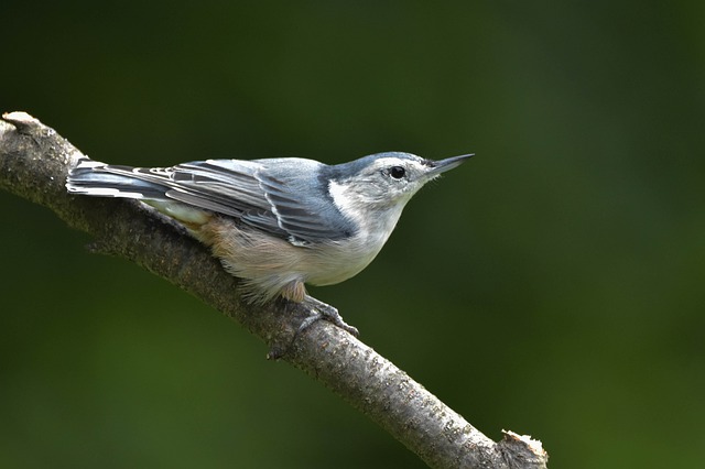 A White-breasted Nuthatch perched on a branch.