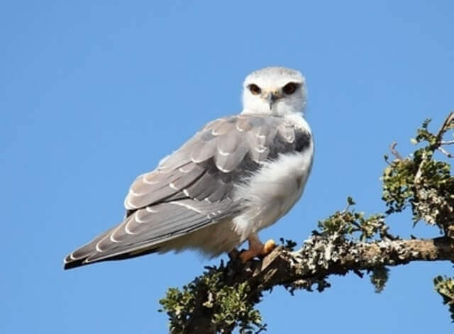 A White-tailed Kite perched on a tree.