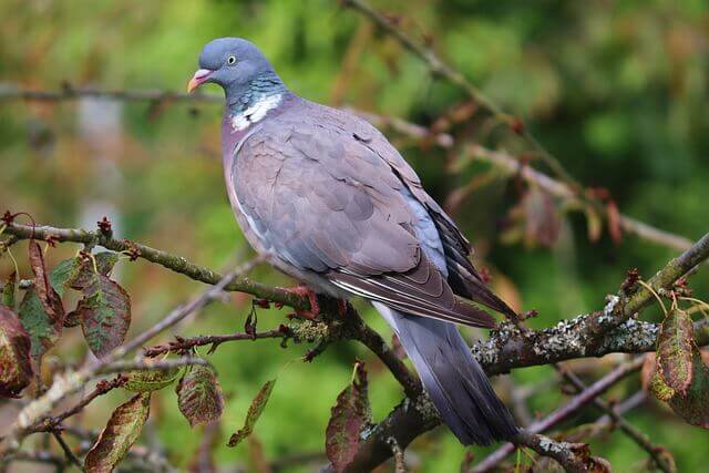 A wood pigeon perched on a tree.
