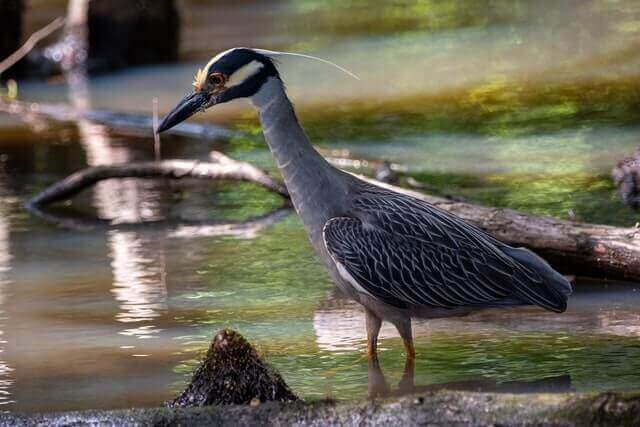 A yellow-crowned night heron wading through the water looking for crawdads.

