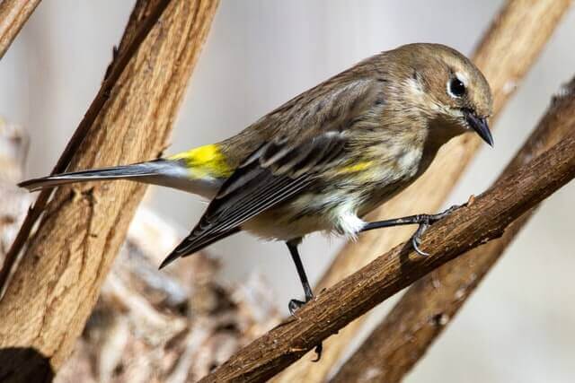 A yellow-rumped warbler perched on a branch.