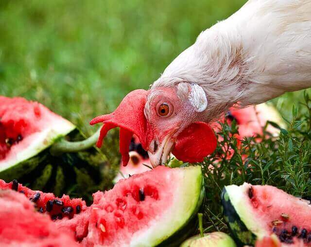 A chicken eating watermelon.