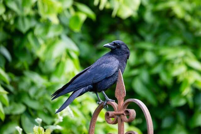 An American Crow perched on a fence railing.