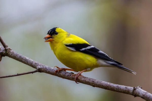 10 Birds That Eat Zinnias (with Photos, ID & Information)