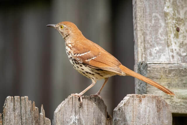 A brown thrasher perched on a wooden fence.