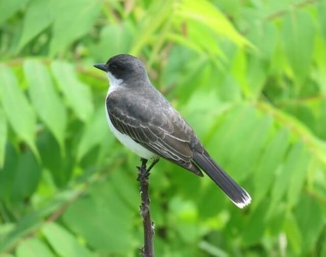 An Eastern Kingbird perched on the tip of a tree branch.