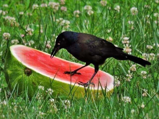 A Grackle eating watermelon.