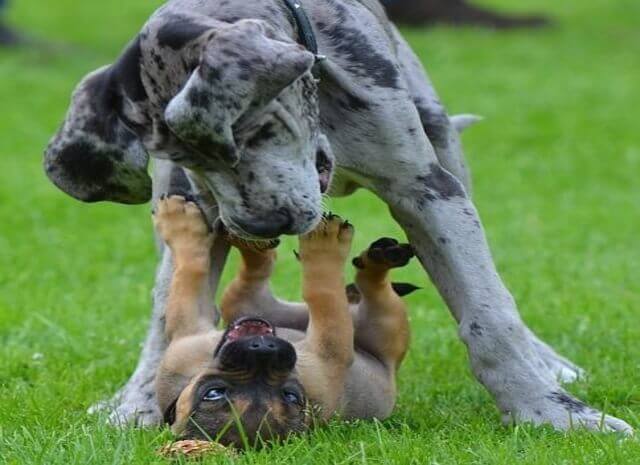 A Great Dane playing with a small dog on the grass.