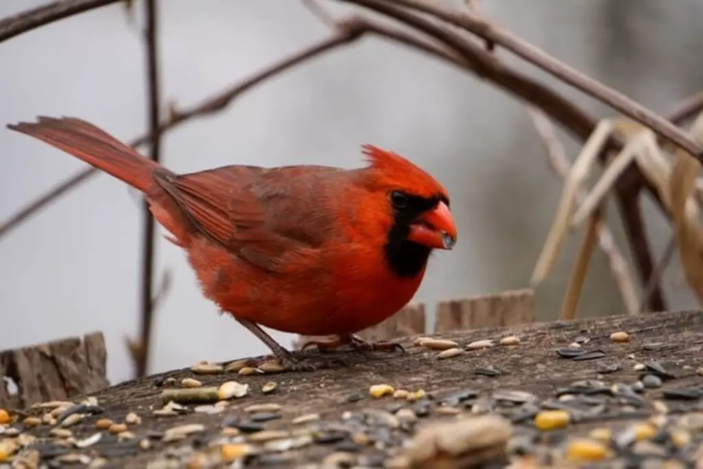 A male Northern Cardinal eating seeds.