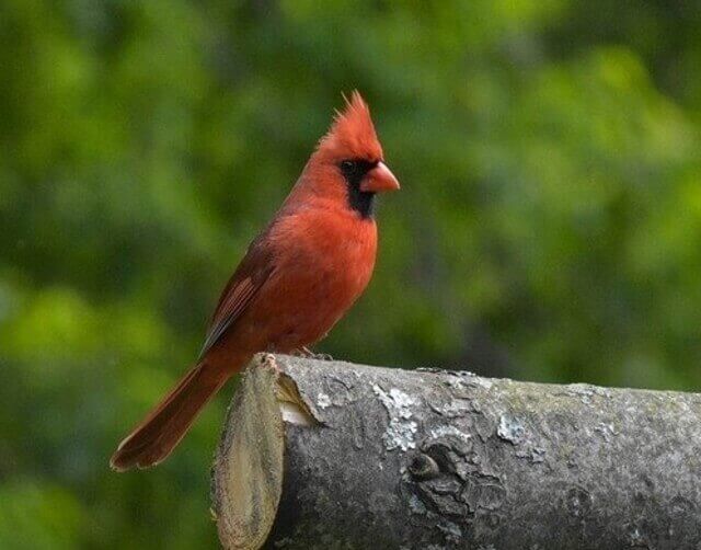 A male Northern Cardinal perched on a log.