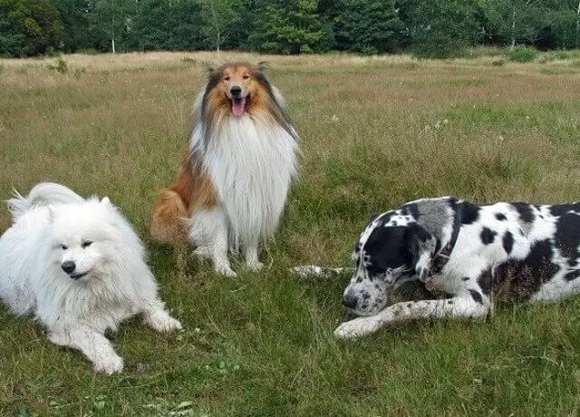 A Great Dane laying on the grass with a Collie and a white Samoyed.