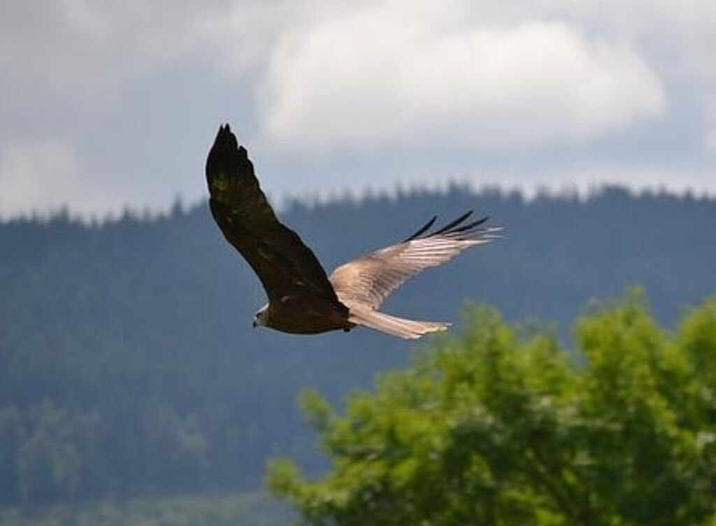 A Golden Eagle soaring through the sky.